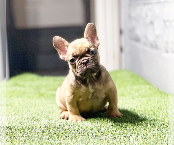 Medium Photo #1  Breeder Profile in ALSIP, IL, USA