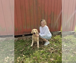 Goldendoodle (Miniature) Dog Breeder near NOBLESVILLE, IN, USA