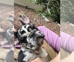Small #2 Breeder Profile image