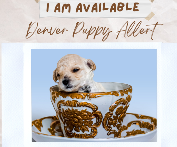 Medium Photo #4  Breeder Profile in DENVER, CO, USA