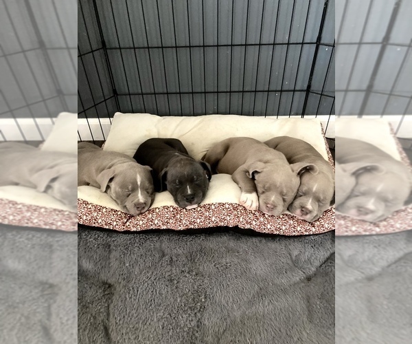 Medium Photo #1  Breeder Profile in ROCKWOOD, TN, USA