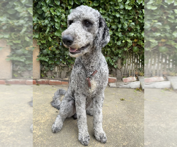 Medium Photo #12  Breeder Profile in DALY CITY, CA, USA