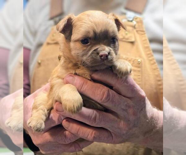 Medium Photo #5  Breeder Profile in WINLOCK, WA, USA