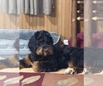 Small #4 Breeder Profile image