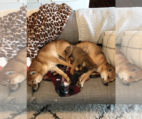 Medium Photo #1  Breeder Profile in OAKLAND, CA, USA