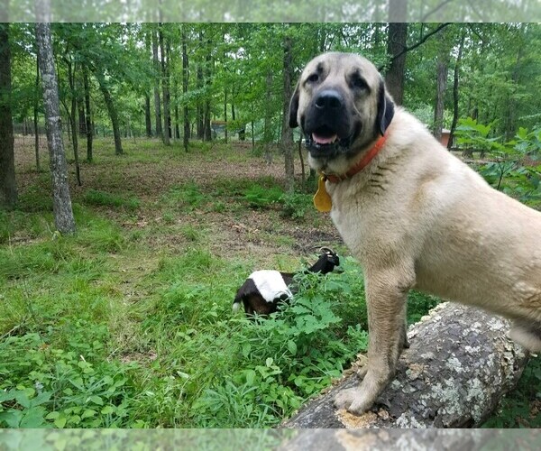 Medium Photo #1  Breeder Profile in ATLANTA, TX, USA