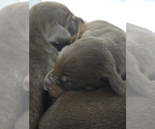 Medium Photo #1  Breeder Profile in COLUMBIA CITY, IN, USA