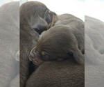 Small breeder photo