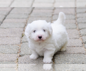 Main photo of Coton de Tulear Dog Breeder near WAUKEGAN, IL, USA