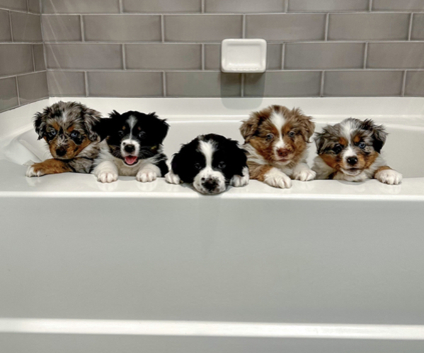 Medium Photo #1  Breeder Profile in NEW PORT RICHEY, FL, USA