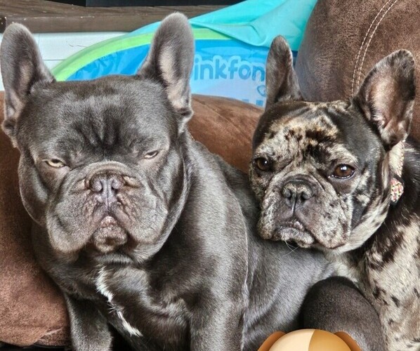 Medium Photo #1  Breeder Profile in WICHITA, KS, USA