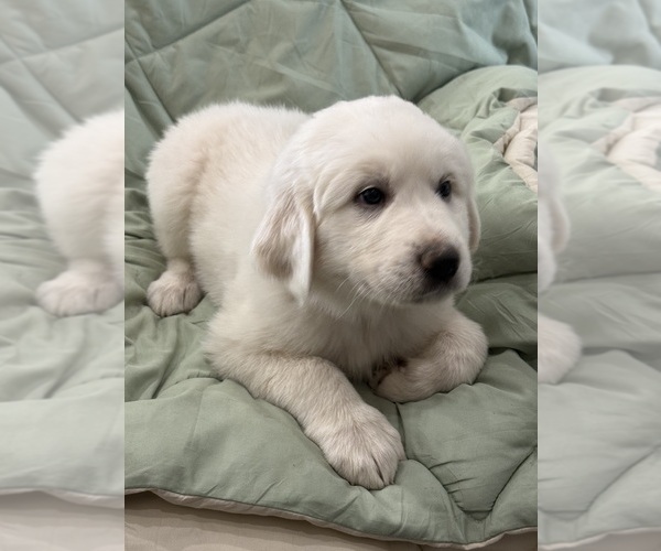 Medium Photo #2  Breeder Profile in WEATHERFORD, TX, USA