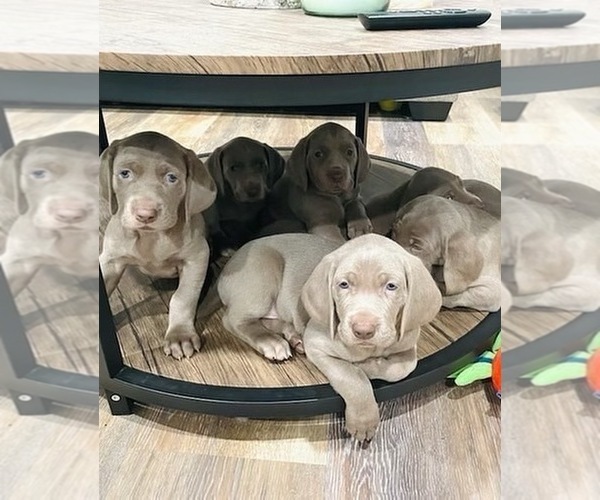 Medium Photo #1  Breeder Profile in MAYBROOK, NY, USA