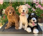 Small breeder photo