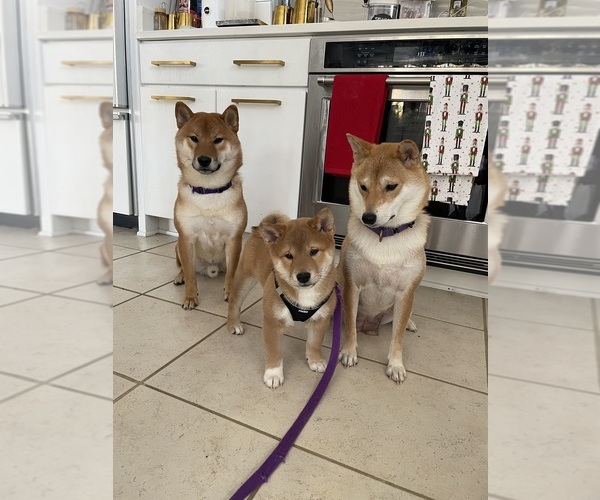 Medium Photo #2  Breeder Profile in ZIONSVILLE, IN, USA