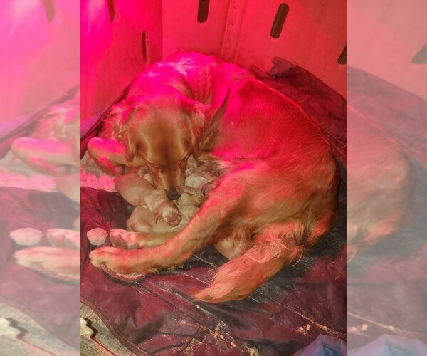 Medium Photo #1  Breeder Profile in ELMA, IA, USA