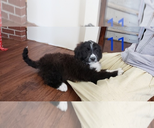 Medium Photo #1  Breeder Profile in PESHTIGO, WI, USA