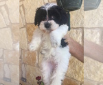 Small Photo #1  Breeder Profile in GEORGETOWN, TX, USA