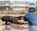 Small #9 Breeder Profile image
