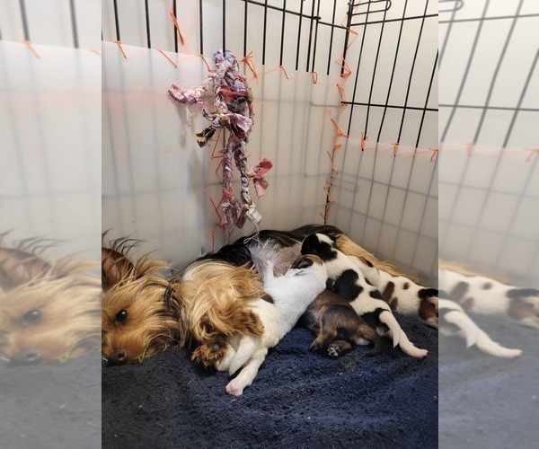 Medium Photo #101  Breeder Profile in AKRON, OH, USA