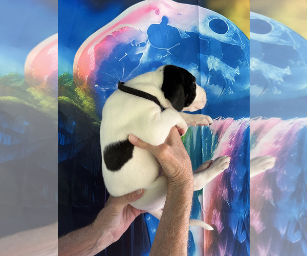 Medium Photo #6  Breeder Profile in ORR, MN, USA