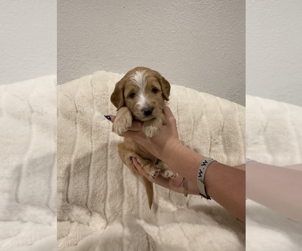 Medium Photo #3  Breeder Profile in SPICEWOOD, TX, USA