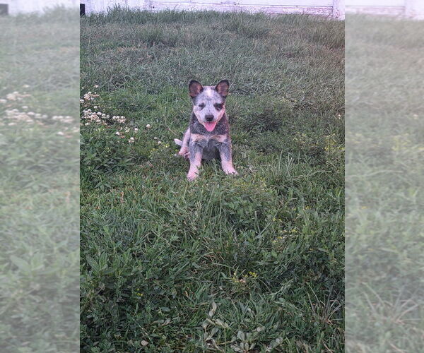 Medium Photo #10  Breeder Profile in HAWARDEN, IA, USA