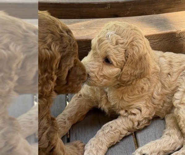 Medium Photo #5  Breeder Profile in CORVALLIS, OR, USA