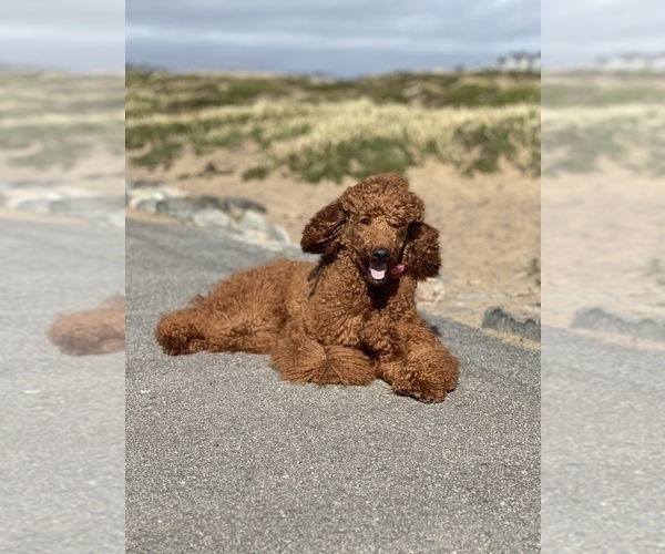 Medium Photo #9  Breeder Profile in DALY CITY, CA, USA