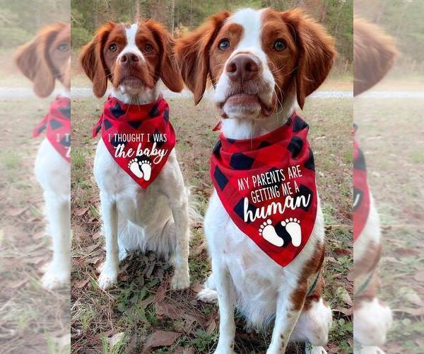 Medium Photo #189  Breeder Profile in HORTENSE, GA, USA