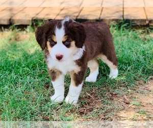 Main photo of Miniature Australian Shepherd Dog Breeder near BROCK, TX, USA