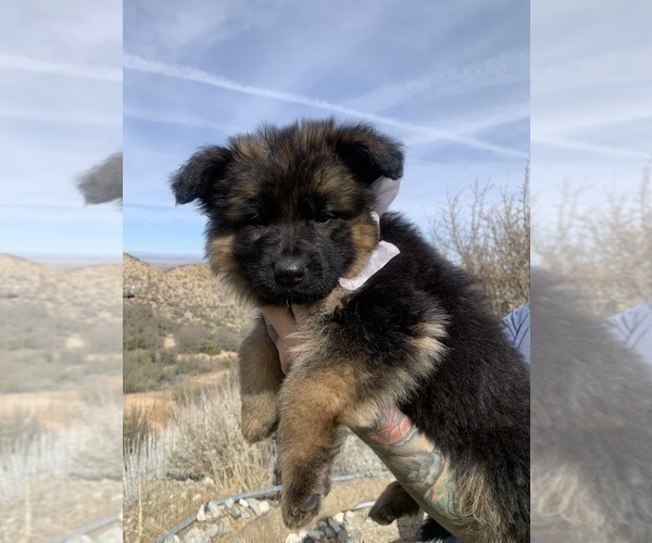 Medium Photo #143  Breeder Profile in PINON HILLS, CA, USA