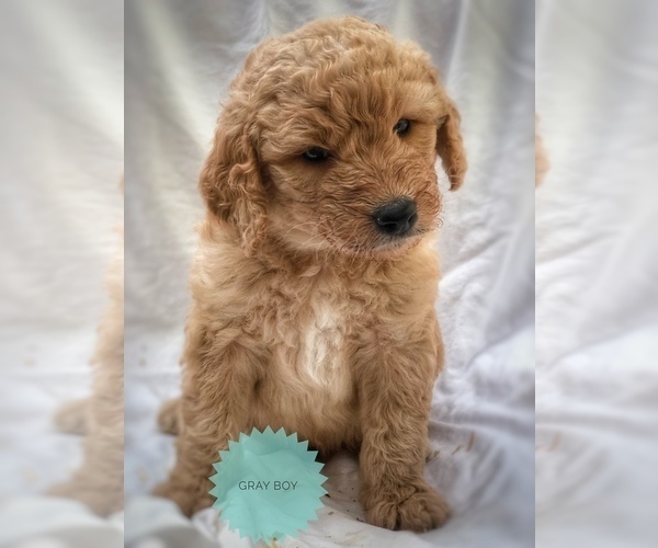 Medium Photo #1  Breeder Profile in PHILOMATH, OR, USA