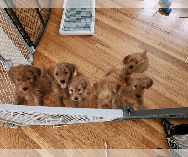 Medium Photo #23  Breeder Profile in GRAND RAPIDS, MI, USA