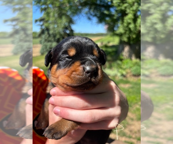 Medium Photo #7  Breeder Profile in UNION, IA, USA