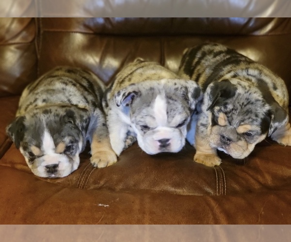 Medium Photo #1  Breeder Profile in LUBBOCK, TX, USA