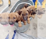 Small #11 Breeder Profile image