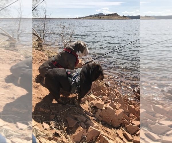 Medium Photo #15  Breeder Profile in KEENESBURG, CO, USA