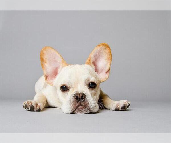 Medium Photo #1  Breeder Profile in BROOKLYN, NY, USA