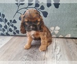 Small #2 Breeder Profile image