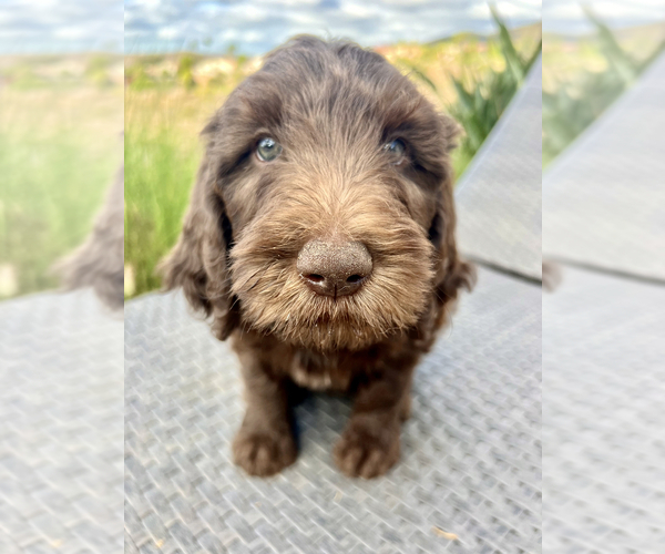 Medium Photo #1  Breeder Profile in SAN DIEGO, CA, USA