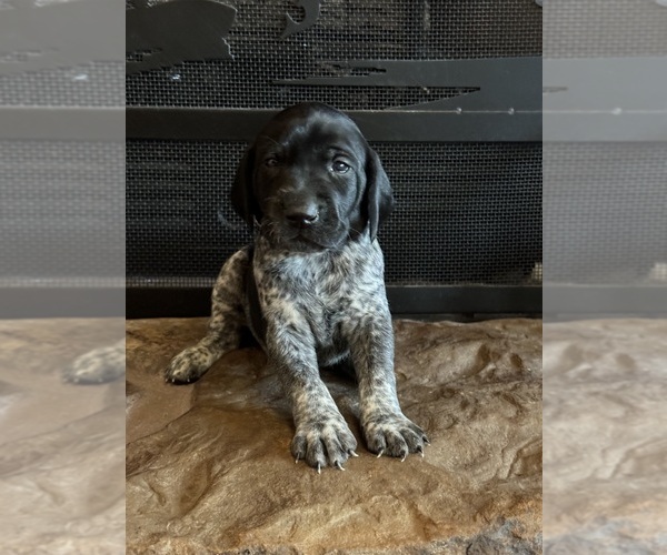 Medium Photo #9  Breeder Profile in BOONVILLE, IN, USA