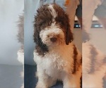 Small #2 Breeder Profile image