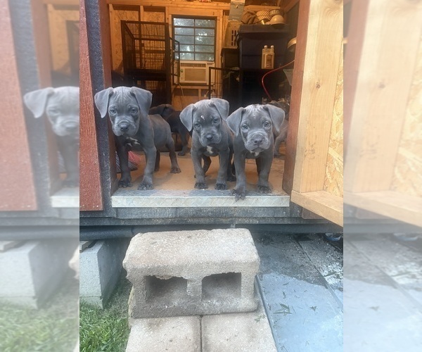 Medium Photo #1  Breeder Profile in SHELBY, NC, USA