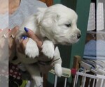 Small Photo #46  Breeder Profile in NORTHWOOD, OH, USA