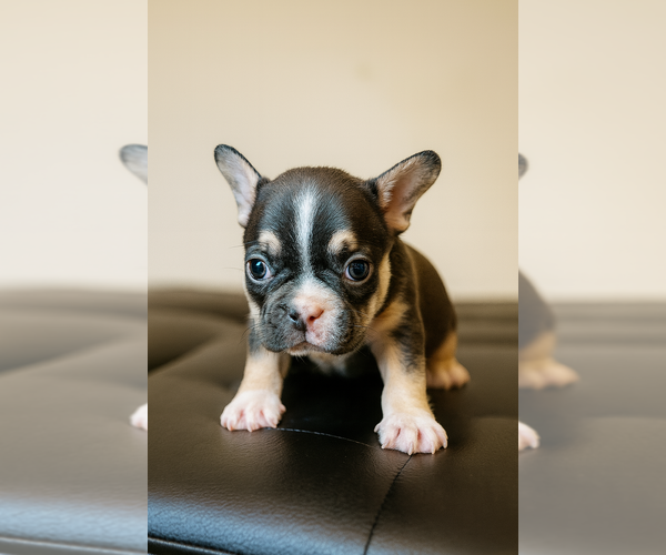 Medium Photo #8  Breeder Profile in ATLANTA, GA, USA