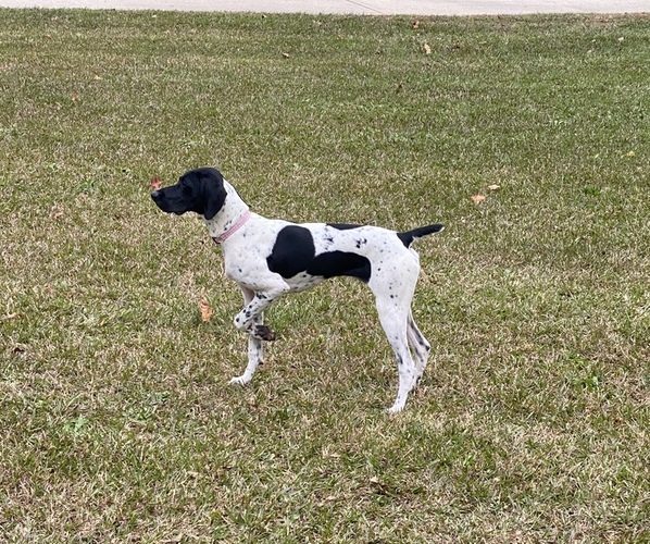 Medium Photo #1  Breeder Profile in DOUGLASVILLE, GA, USA