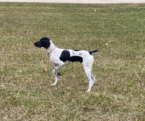 Main photo of German Shorthaired Pointer Dog Breeder near DOUGLASVILLE, GA, USA