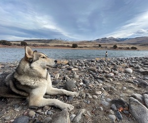 Siberian Husky-Wolf Hybrid Mix Dog Breeder near BEND, OR, USA