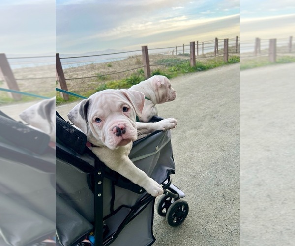 Medium Photo #21  Breeder Profile in PORTLAND, OR, USA